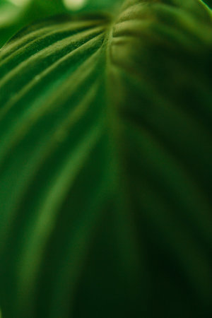 Natural background from green plants, colored textures of nature, soft focus background