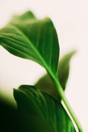Beautiful beige branch of an auditory plant close-up, soft focus backgroundの写真素材