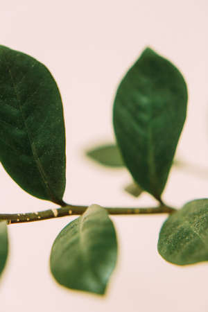 Beautiful beige branch of an auditory plant close-up, soft focus backgroundの写真素材