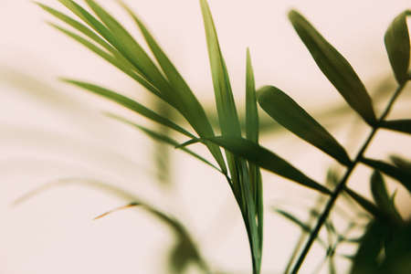 Natural background from green plants, colored textures of nature, soft focus backgroundの写真素材