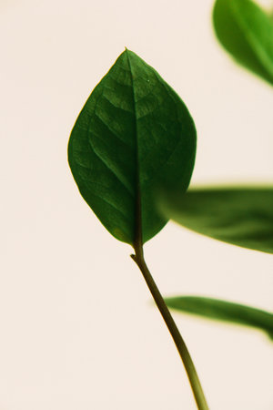 Natural background from green plants, colored textures of nature, soft focus background