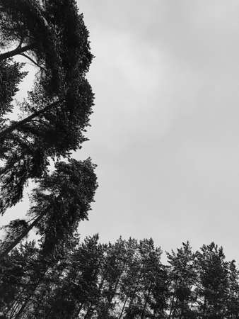 Silhouettes of black tree branches in the twilight of winterの写真素材