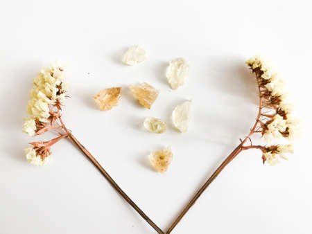 Set of natural resins and twigs of dried lemon statice , frankincense close-up on white backgroundの写真素材