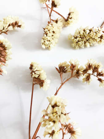Abstract set of dried flowers on a white background, dry twigs of a lemon statice plant, top viewの写真素材