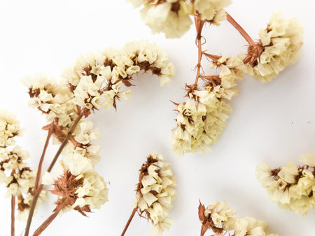 Abstract set of dried flowers on a white background, dry twigs of a lemon statice plant, top viewの写真素材