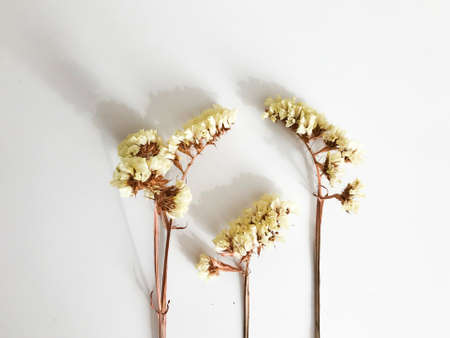 Abstract set of dried flowers on a white background, dry twigs of a lemon statice plant, top viewの写真素材