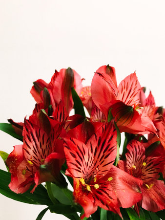 Floral background of peruvian lily , Chicago Alstroemeria flowers on white background, macro shooting with slight blur effectの写真素材