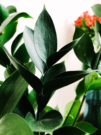 Simple green background of plants , Fresh green branches of Ruscus on a neutral background, side...