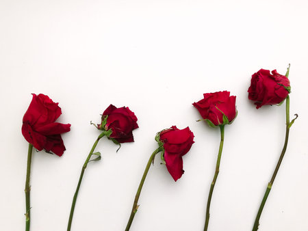 Abstract floral background, dried rose bouquet close-up on a white background, place for text, top...