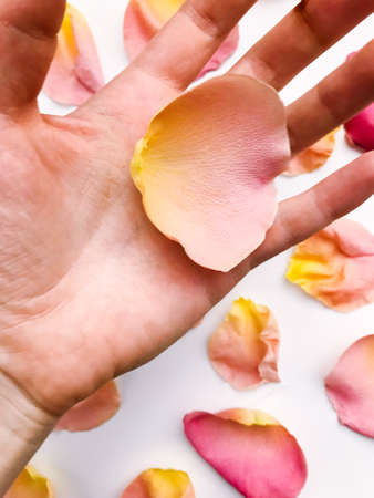 fallen petal of a delicate rose, macro photography of plants, blur effectの写真素材