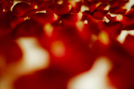 Bloom of Rose Petals Up Close, rose petal backgroundの写真素材