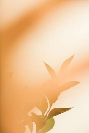 Spring abstract floral background, branches of a green ruscus plant close-up with blurring, strong soft focus backgroundの写真素材