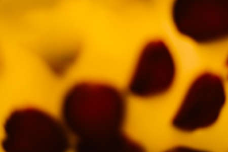 Bloom of Rose Petals Up Close, rose petal backgroundの写真素材