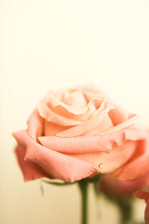 Close up of a bouquet of soft pink roses in full bloom.の写真素材