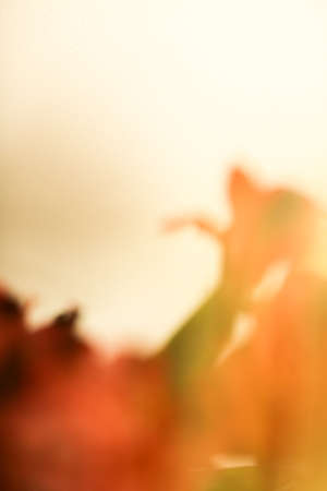 Spring abstract floral background, branches of a green ruscus plant close-up with blurring, strong soft focus backgroundの写真素材
