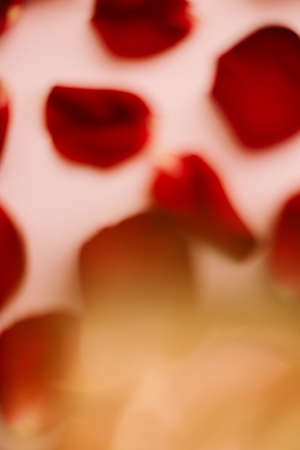 Bloom of Rose Petals Up Close, rose petal backgroundの写真素材
