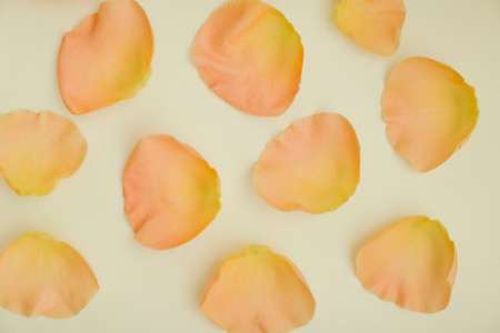 Bloom of Rose Petals Up Close, rose petal backgroundの写真素材