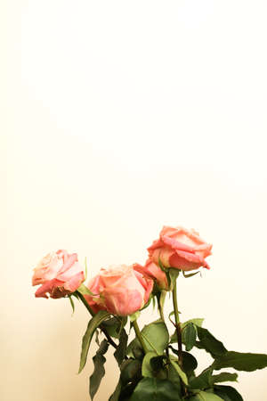 Close up of a bouquet of soft pink roses in full bloom.の写真素材