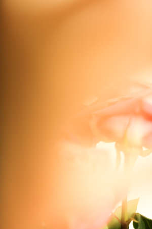 Rosebuds soft focus background, macro color shooting, blurring and defocusの写真素材