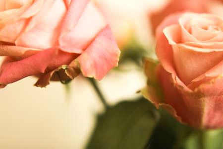 Rosebuds soft focus background, macro color shooting, blurring and defocusの写真素材
