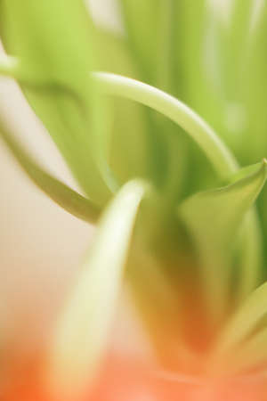 Spring abstract floral background, branches of a green ruscus plant close-up with blurring, strong soft focus backgroundの写真素材