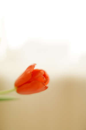 Abstract flora background, red tulips close-upの写真素材