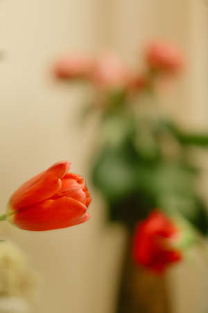 Abstract flora background, red tulips close-upの写真素材