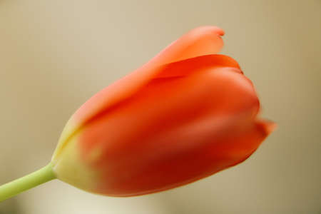Abstract flora background, red tulips close-upの写真素材