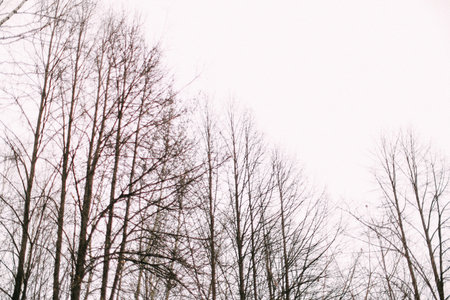 bare trees and clear skyの写真素材