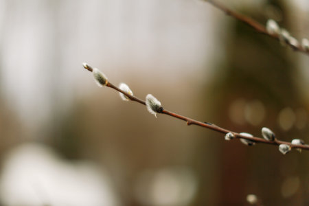 Beautiful landscape of plants in the nature, macro frame with soft focus background