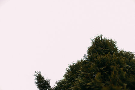bare trees and clear sky