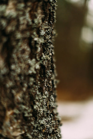 patterns on a tree trunk, moss close-up, beautiful blurred background, marco photographyの写真素材