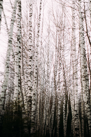 bare trees and clear skyの写真素材