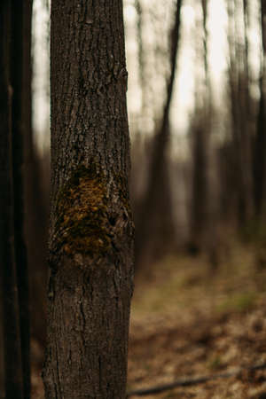 patterns on a tree trunk, moss close-up, beautiful blurred background, marco photographyの写真素材
