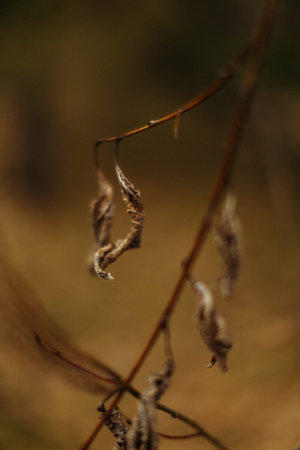 Beautiful landscape of plants in the nature, macro frame with soft focus backgroundの写真素材