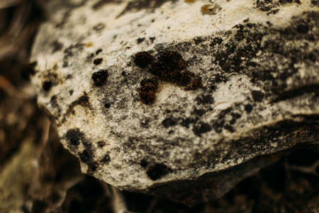 bark and moss close upの写真素材