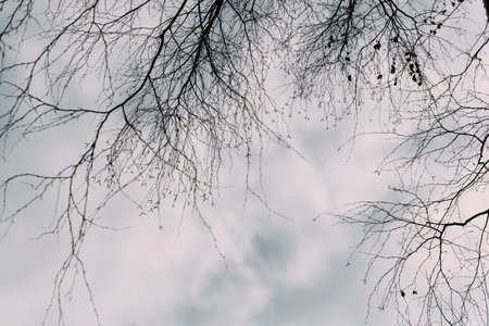 bare trees and clear sky