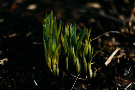 Beautiful landscape of plants in the nature, macro frame with soft focus background