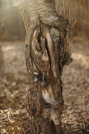 Tree bark close-up, nature texture , macro photographyの写真素材