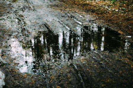 background and texture,abstract and pattern. landscape of trees in a blurの写真素材