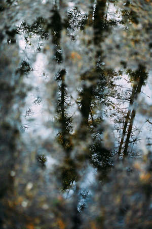 background and texture,abstract and pattern. landscape of trees in a blurの写真素材