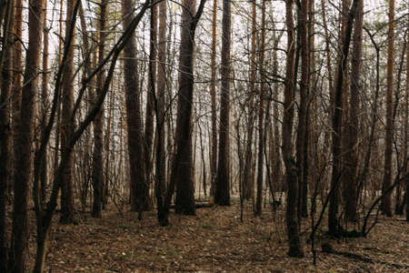 background and texture,abstract and pattern. landscape of trees in a blurの写真素材