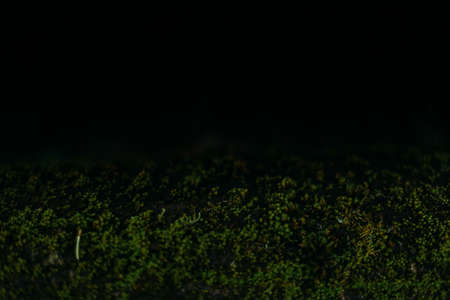 Close-up of the texture of moss and mold on the surface of a tree, macro photography of the microcosm of plants. Beautiful soft focus is behind.の写真素材