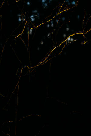 Tree bark close-up, nature texture , macro photographyの写真素材