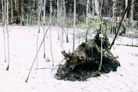 background and texture,abstract and pattern. landscape of trees in a blurの写真素材
