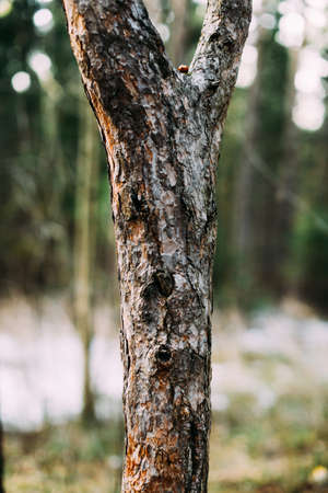 Tree bark close-up, nature texture , macro photographyの写真素材