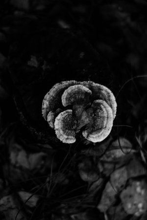 Dark landscape of plants and dried flowers, film soft focus background