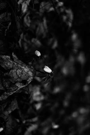 Dark landscape of plants and dried flowers, film soft focus backgroundの写真素材