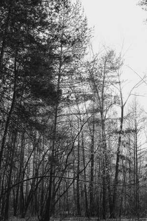 Dark forest with ferns during foggy weather in Oxfordshireの写真素材