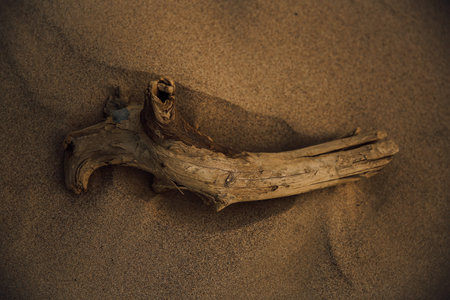 Ancient roots and trees on a wild beach